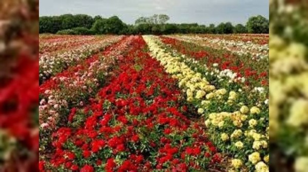 Isparta Gül Hasadı Sagalassos Turu | Meloni Tur