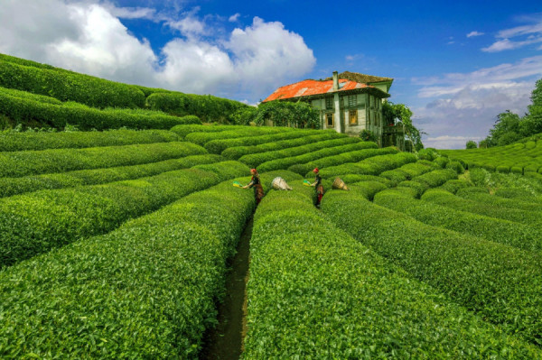 Karadeniz Yaylaları Ve Batum Turu 5 Gece Konaklamalı | Meloni Tur