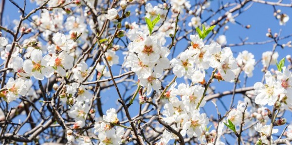 Datça'yı Bir De Şubatta Gör ! | Meloni Tur