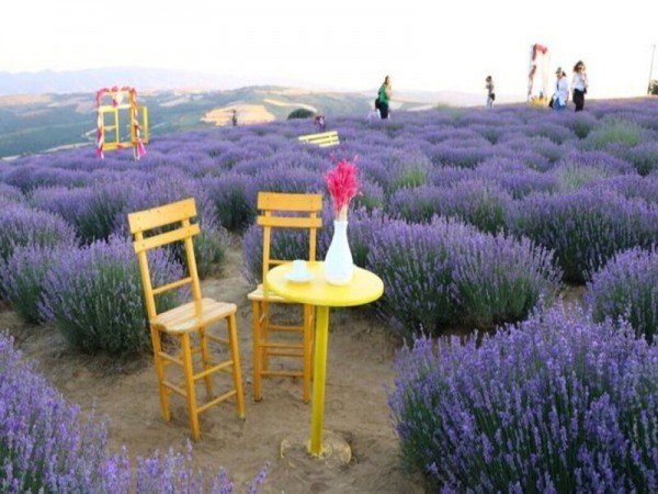 Tekirdağ Günü Birlik Lavanta Tarlaları Rakoczi Müzesi Namık Kemal Evi Turu | Meloni Tur